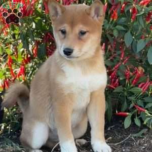 Fido, Shiba Inu Puppy